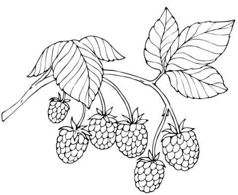 Red Raspberry Coloring Page